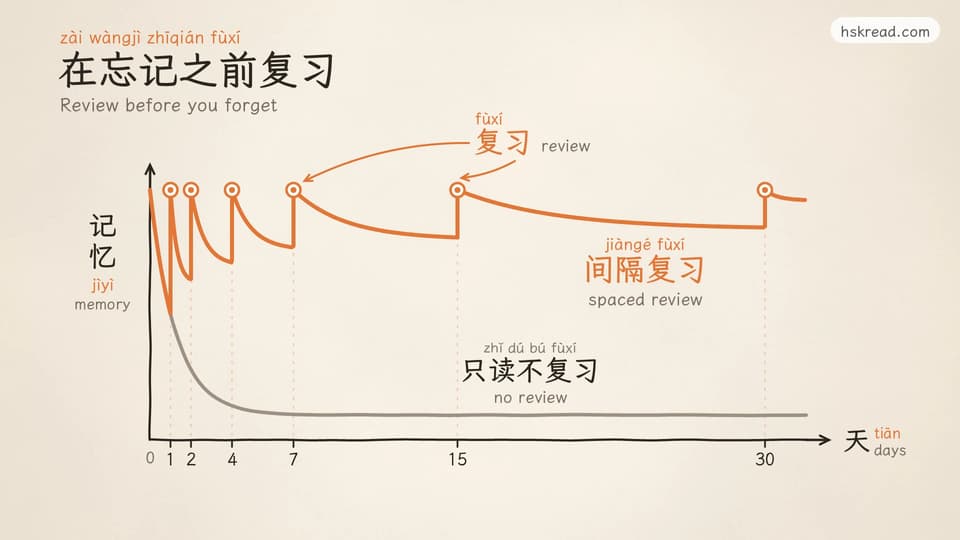 Two memory curves: without review, memory of a new word drops quickly; with spaced reviews, each review brings it back and it fades more slowly each time